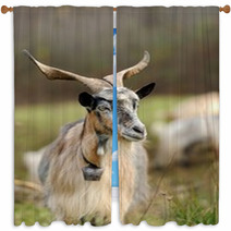 Goat In Meadow Window Curtains 62646791