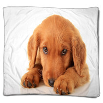 Golden Irish Puppy Blankets 52802631