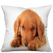 Golden Irish Puppy Pillows 52802631
