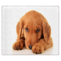 Golden Irish Puppy Rugs 52802631