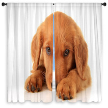 Golden Irish Puppy Window Curtains 52802631