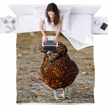 Golden Laced Polish Fowl Blankets 74930286