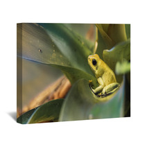 Golden Poison Dart Frog Wall Art 72735947