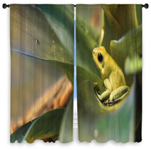 Golden Poison Dart Frog Window Curtains 72735947