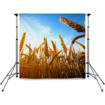 .golden Wheat Field And Sunset Backdrops 67827798