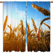 .golden Wheat Field And Sunset Window Curtains 67827798