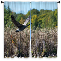 Goose Flying Over The Marsh Window Curtains 92807536