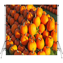 Gorgeous Orange Pumpkin Backdrops 69571928