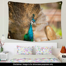 Gorgeous Peacock Wall Art 65409898