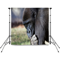 Gorilla Backdrops 10897278