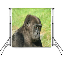 Gorilla Backdrops 1475645