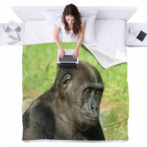 Gorilla Blankets 1475645