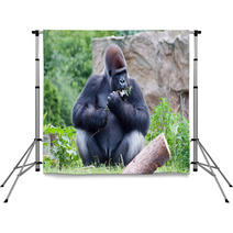 Gorilla Eats A Branch Backdrops 68020173