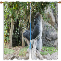 Gorilla In Loro Parque Tenerife Spain Window Curtains 68029560
