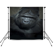 Gorilla Low Key Backdrops 46090130