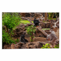 Gorilla Monkey In Park At Tenerife Canary Rugs 56537979