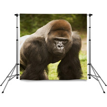 Gorilla Posing Backdrops 20214003
