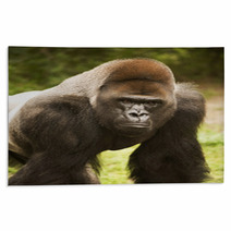 Gorilla Posing Rugs 20214003