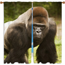 Gorilla Posing Window Curtains 20214003
