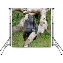 Gorille Femelle De 43 Ans Backdrops 69408725