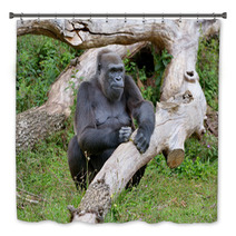 Gorille Femelle De 43 Ans Bath Decor 69408725