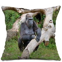 Gorille Femelle De 43 Ans Pillows 69408725