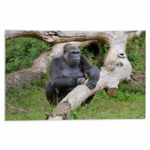 Gorille Femelle De 43 Ans Rugs 69408725