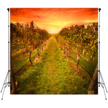 Grape Vine At Vineyard Under Idyllic Sunset Backdrops 59586779