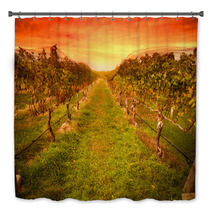 Grape Vine At Vineyard Under Idyllic Sunset Bath Decor 59586779
