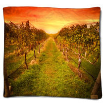Grape Vine At Vineyard Under Idyllic Sunset Blankets 59586779