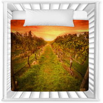 Grape Vine At Vineyard Under Idyllic Sunset Nursery Decor 59586779