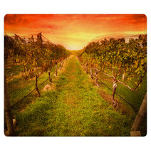 Grape Vine At Vineyard Under Idyllic Sunset Rugs 59586779