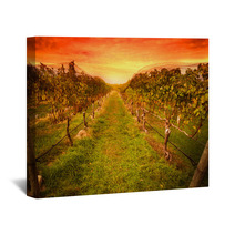 Grape Vine At Vineyard Under Idyllic Sunset Wall Art 59586779
