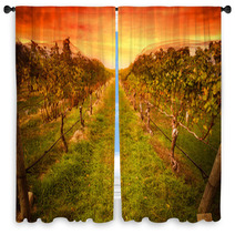Grape Vine At Vineyard Under Idyllic Sunset Window Curtains 59586779
