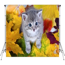 Gray Kitty On Yellow Leaves Backdrops 35954656