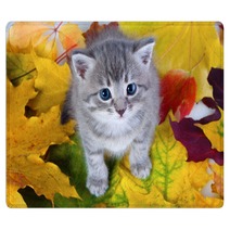 Gray Kitty On Yellow Leaves Rugs 35954656