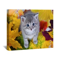 Gray Kitty On Yellow Leaves Wall Art 35954656