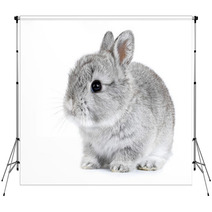 Gray Rabbit Bunny Baby Isolated On White Background Backdrops 41283164