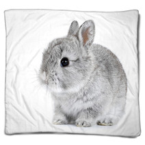 Gray Rabbit Bunny Baby Isolated On White Background Blankets 41283164