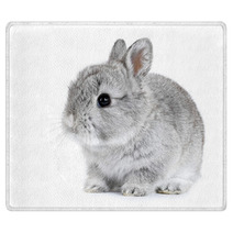 Gray Rabbit Bunny Baby Isolated On White Background Rugs 41283164