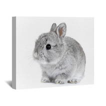 Gray Rabbit Bunny Baby Isolated On White Background Wall Art 41283164