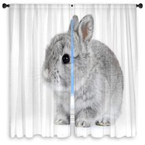 Gray Rabbit Bunny Baby Isolated On White Background Window Curtains 41283164