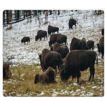 Grazing Bison Rugs 59710184