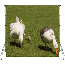 Grazing Domestic Geese With Gosling Backdrops 100746834
