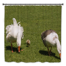 Grazing Domestic Geese With Gosling Bath Decor 100746834