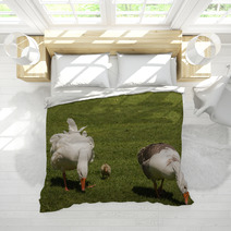 Grazing Domestic Geese With Gosling Bedding 100746834