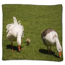Grazing Domestic Geese With Gosling Blankets 100746834