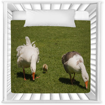 Grazing Domestic Geese With Gosling Nursery Decor 100746834