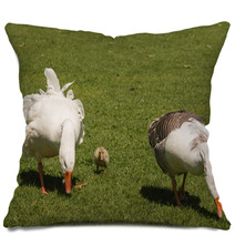 Grazing Domestic Geese With Gosling Pillows 100746834