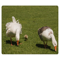 Grazing Domestic Geese With Gosling Rugs 100746834